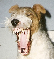 foxterrier